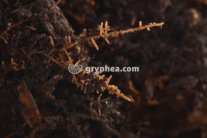 Mycorhizes - gryphea.com